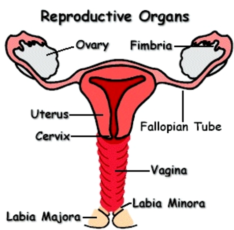 Female Reproductive Organs